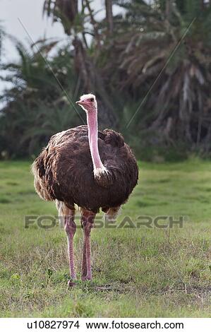 Picture - activity, African, action, Kenya, Amboseli, bird, Africa. Fotosearch