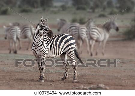 activity, African, action, Kenya, Amboseli, animal, Africa View Large Photo Image Picture - activity, African, action, Kenya, Amboseli, animal, Africa. Fotosearch