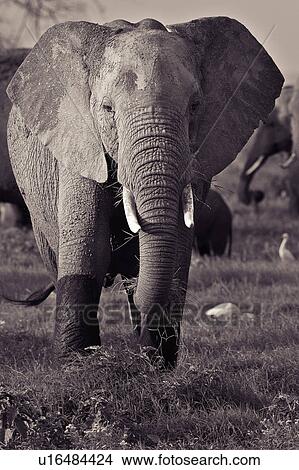 Picture - activity, African, action, Kenya, Amboseli, Africa. Fotosearch