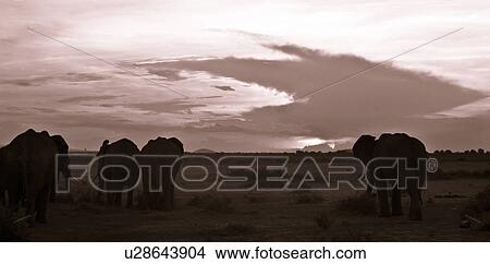 Picture - activity, African, action, Kenya, Amboseli, animal, Africa. Fotosearch