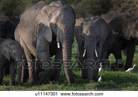Stock Image - activity, African, action, Kenya, Amboseli, animal, Africa. Fotosearch