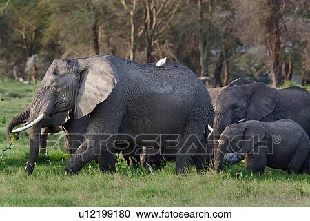 Stock Image - activity, African, action, Kenya, Amboseli, animal, Africa. Fotosearch