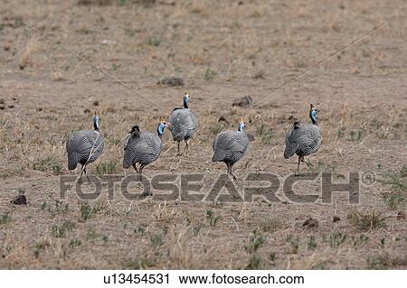 activity, African, action, Kenya, Amboseli, bird, Africa View Large Photo Image Stock Image - activity, African, action, Kenya, Amboseli, bird, Africa. Fotosearch