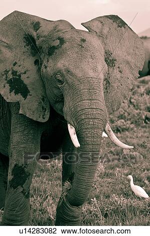Stock Image - activity, African, action, Kenya, Amboseli, Africa. Fotosearch
