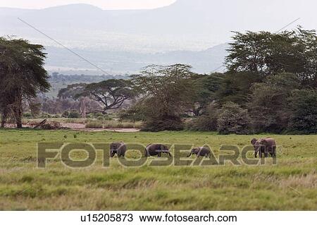 activity, African, action, Kenya, Amboseli, animal, Africa View Large Photo Image Stock Image - activity, African, action, Kenya, Amboseli, animal, Africa. Fotosearch