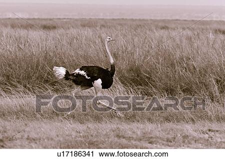 activity, African, action, Kenya, Amboseli, bird, Africa View Large Photo Image Stock Image - activity, African, action, Kenya, Amboseli, bird, Africa. Fotosearch