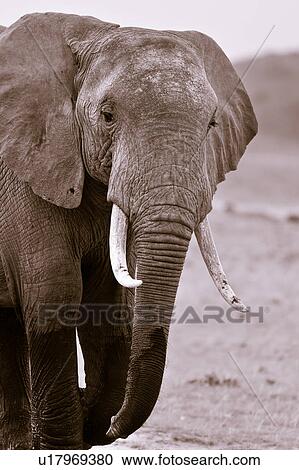 Stock Image - activity, African, action, Kenya, Amboseli, Africa. Fotosearch