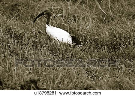 activity, African, action, Kenya, Amboseli, bill, Africa View Large Photo Image Stock Image - activity, African, action, Kenya, Amboseli, bill, Africa. Fotosearch