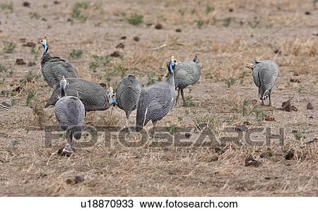 Stock Image - activity, African, action, Kenya, Amboseli, bird, Africa. Fotosearch
