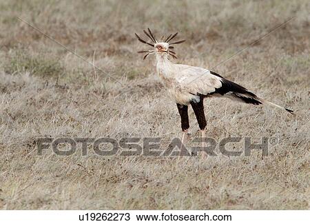 activity, African, action, Kenya, Amboseli, bird, Africa View Large Photo Image Stock Image - activity, African, action, Kenya, Amboseli, bird, Africa. Fotosearch