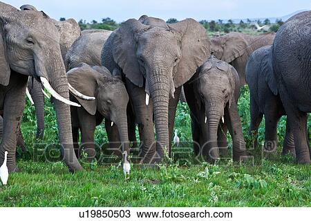 activity, African, action, Kenya, Amboseli, animal, Africa View Large Photo Image Stock Image - activity, African, action, Kenya, Amboseli, animal, Africa. Fotosearch