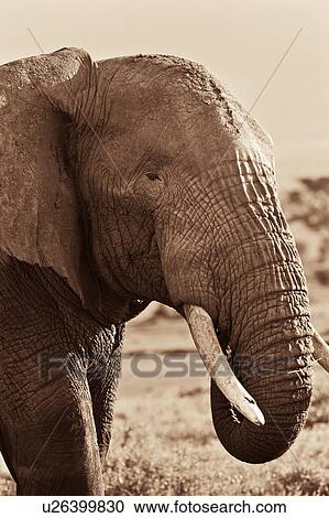 activity, African, action, Kenya, Amboseli, animal, Africa View Large Photo Image Stock Image - activity, African, action, Kenya, Amboseli, animal, Africa. Fotosearch
