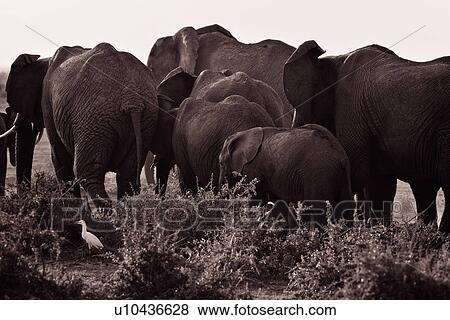 Stock Photo - activity, African, action, Kenya, Amboseli, animal, Africa. Fotosearch