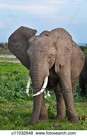 activity, African, action, Kenya, Amboseli, Africa View Large Photo Image Stock Photo - activity, African, action, Kenya, Amboseli, Africa. Fotosearch