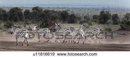 activity, African, action, Kenya, Amboseli, animal, Africa View Large Photo Image Stock Photo - activity, African, action, Kenya, Amboseli, animal, Africa. Fotosearch