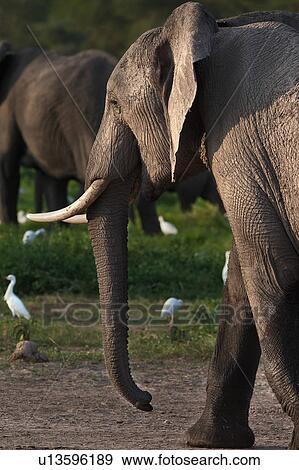 activity, African, action, Kenya, Amboseli, Africa View Large Photo Image Stock Photo - activity, African, action, Kenya, Amboseli, Africa. Fotosearch