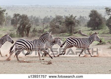 activity, African, action, Kenya, Amboseli, animal, Africa View Large Photo Image Stock Photo - activity, African, action, Kenya, Amboseli, animal, Africa. Fotosearch