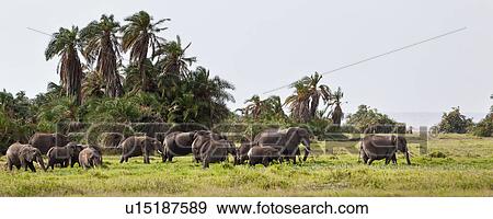 Stock Photo - activity, African, action, Kenya, Amboseli, animal, Africa. Fotosearch