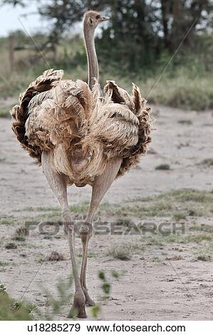 activity, African, action, Kenya, Amboseli, back, Africa View Large Photo Image Stock Photo - activity, African, action, Kenya, Amboseli, back, Africa. Fotosearch