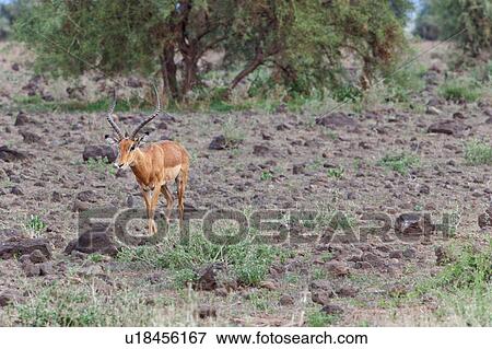 Stock Photo - activity, African, action, Kenya, Amboseli, Africa. Fotosearch