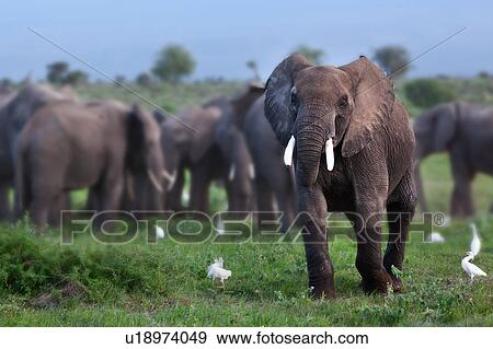 Stock Photo - activity, African, action, Kenya, Amboseli, Africa. Fotosearch