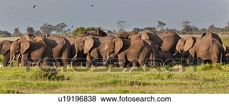 activity, African, action, Kenya, Amboseli, animal, Africa View Large Photo Image Stock Photo - activity, African, action, Kenya, Amboseli, animal, Africa. Fotosearch