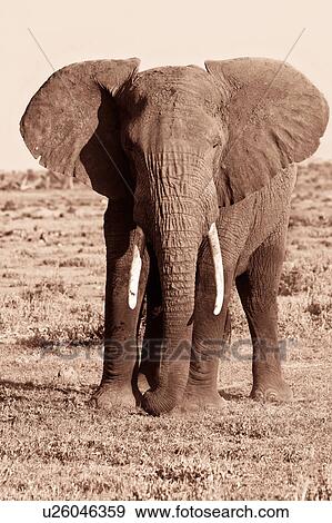 activity, African, action, Kenya, Amboseli, animal, Africa View Large Photo Image Stock Photo - activity, African, action, Kenya, Amboseli, animal, Africa. Fotosearch