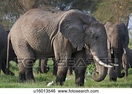 activity, African, action, Kenya, Amboseli, animal, Africa View Large Photo Image Stock Photograph - activity, African, action, Kenya, Amboseli, animal, Africa. Fotosearch