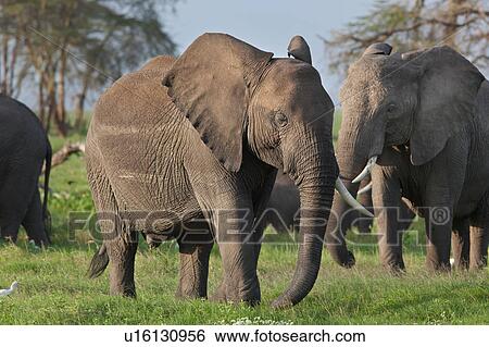 Stock Photograph - activity, African, action, Kenya, Amboseli, animal, Africa. Fotosearch