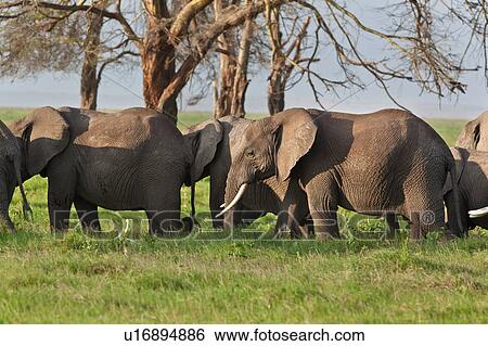 Stock Photograph - activity, African, action, Kenya, Amboseli, animal, Africa. Fotosearch