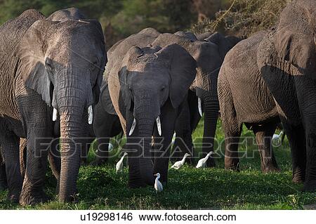 activity, African, action, Kenya, Amboseli, animal, Africa View Large Photo Image Stock Photograph - activity, African, action, Kenya, Amboseli, animal, Africa. Fotosearch