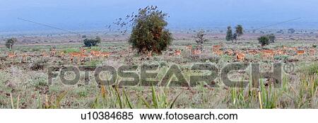 Stock Photography - activity, African, action, Kenya, Amboseli, animal, Africa. Fotosearch