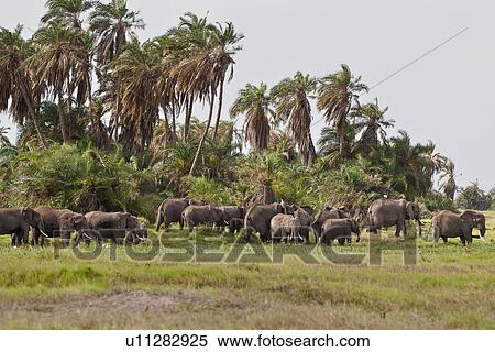 activity, African, action, Kenya, Amboseli, animal, Africa View Large Photo Image Stock Photography - activity, African, action, Kenya, Amboseli, animal, Africa. Fotosearch