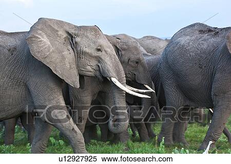 Stock Photography - activity, African, action, Kenya, Amboseli, animal, Africa. Fotosearch