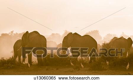 Stock Photography - activity, African, action, Kenya, Amboseli, animal, Africa. Fotosearch