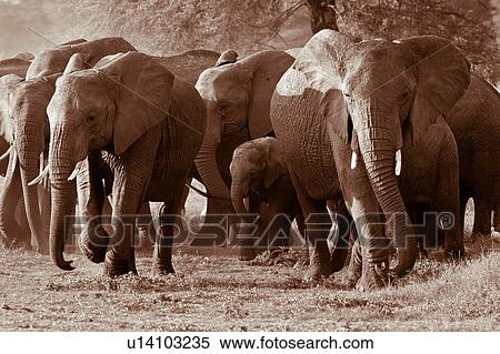 Stock Photography - activity, African, action, Kenya, Amboseli, animal, Africa. Fotosearch