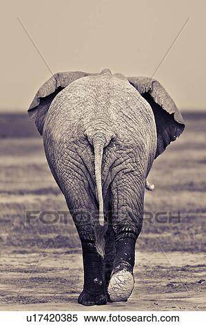 Stock Photography - activity, African, action, Kenya, Amboseli, Africa. Fotosearch