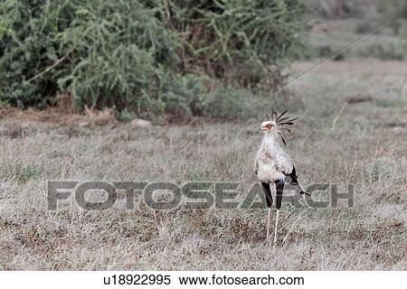 activity, African, action, Kenya, Amboseli, bird, Africa View Large Photo Image Stock Photography - activity, African, action, Kenya, Amboseli, bird, Africa. Fotosearch