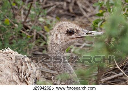 activity, African, action, Kenya, Amboseli, bird, Africa View Large Photo Image Stock Photography - activity, African, action, Kenya, Amboseli, bird, Africa. Fotosearch