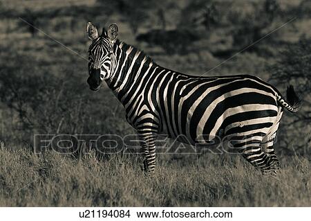 activity, African, action, Lewa Downs, Kenya, black, Africa View Large Photo Image Picture - activity, African, action, Lewa Downs, Kenya, black, Africa. Fotosearch