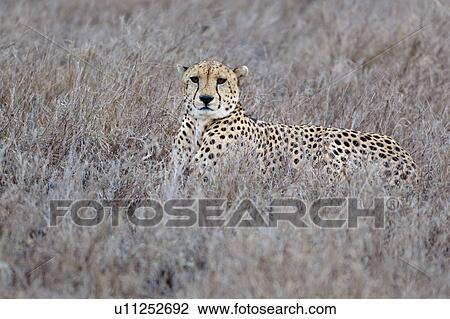 Stock Image - activity, African, action, Lewa Downs, Kenya, Africa. Fotosearch