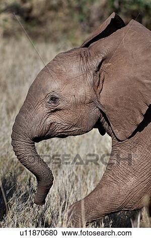 Stock Image - activity, African, action, Lewa Downs, Kenya, animal, Africa. Fotosearch