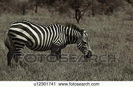 Stock Image - activity, African, action, Lewa Downs, Kenya, animal, Africa. Fotosearch