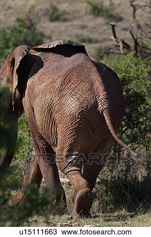 activity, African, action, Lewa Downs, Kenya, animal, Africa View Large Photo Image Stock Image - activity, African, action, Lewa Downs, Kenya, animal, Africa. Fotosearch