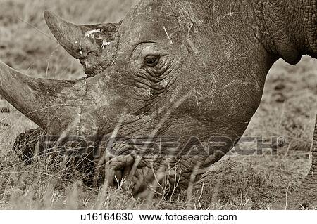 activity, African, action, Lewa Downs, Kenya, Africa View Large Photo Image Stock Image - activity, African, action, Lewa Downs, Kenya, Africa. Fotosearch