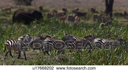activity, African, action, Lewa Downs, Kenya, Africa View Large Photo Image Stock Image - activity, African, action, Lewa Downs, Kenya, Africa. Fotosearch