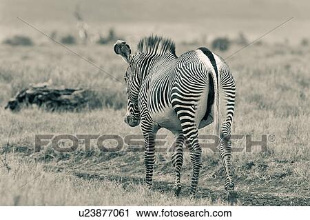 Stock Image - activity, African, action, Lewa Downs, Kenya, animal, Africa. Fotosearch