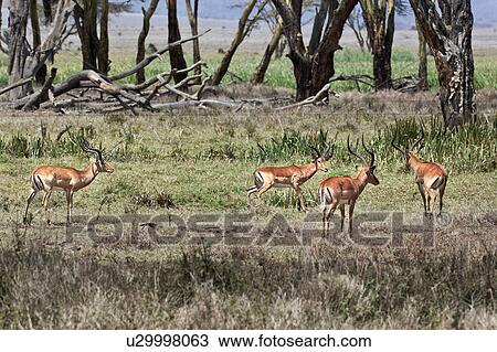 Stock Image - activity, African, action, Lewa Downs, Kenya, animal, Africa. Fotosearch