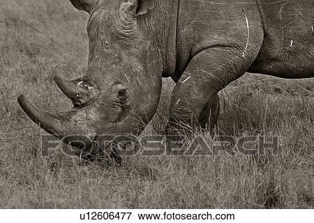 activity, African, action, Lewa Downs, Kenya, Africa View Large Photo Image Stock Photo - activity, African, action, Lewa Downs, Kenya, Africa. Fotosearch