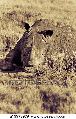 Stock Photo - activity, African, action, Lewa Downs, Kenya, Africa. Fotosearch